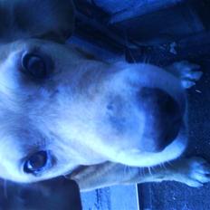 Blanding af racer buster