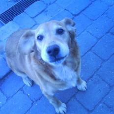 Blanding af racer buster