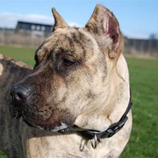 Dogo canario Toro de Canmuç