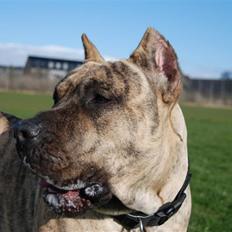 Dogo canario Toro de Canmuç
