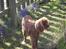 Cavalier king charles spaniel Kikki - I haven