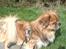 Tibetansk spaniel zorba<3=)