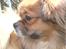 Tibetansk spaniel zorba<3=)