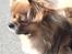 Tibetansk spaniel zorba<3=)