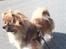 Tibetansk spaniel zorba<3=)