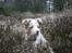 Border collie Gjerulff BS After Eight