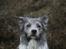 Border collie Zacho