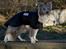 Border collie Zacho