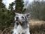 Border collie Zacho