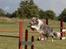 Border collie Zacho - Dgi´s landsdelsmesterskab i Randers 08