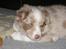 Border collie Gjerulff BS After Eight - Joeys første aften hjemme