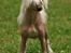 Chinese crested hårløs Silas - 5½ mrd *5 August 08*