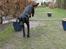 Labrador retriever Sammi R.I.P  - Sikke en grand prix hets jeg er blevet <3