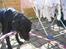 Labrador retriever Sammi R.I.P  - Nam nam ;)