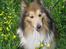 Shetland sheepdog mikkel  (DØD)