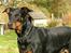 Blanding af racer Rosa *RIP* - 20/04/10 - forår 2008