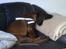 Bayersk bjergsschweisshund Tyson R.I.P 10/10-2008