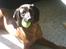Bayersk bjergsschweisshund Tyson R.I.P 10/10-2008
