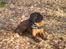 Bayersk bjergsschweisshund Tyson R.I.P 10/10-2008