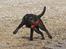 Labrador retriever Happy Tail Wag´s Tiscapa