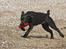 Labrador retriever Happy Tail Wag´s Tiscapa