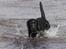 Labrador retriever Happy Tail Wag´s Tiscapa