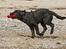 Labrador retriever Happy Tail Wag´s Tiscapa