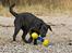 Labrador retriever Happy Tail Wag´s Tiscapa