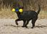 Labrador retriever Happy Tail Wag´s Tiscapa
