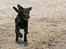 Labrador retriever Happy Tail Wag´s Tiscapa