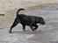 Labrador retriever Happy Tail Wag´s Tiscapa