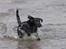 Labrador retriever Happy Tail Wag´s Tiscapa