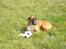 Boxer Balto - DET MIN BOLD!