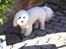 Bichon havanais Bazoo