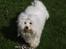Bichon havanais Bazoo - April 2008
