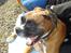 Boxer Balto - HAHAHAHAHA!