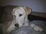 Labrador retriever Sascha *RIP* - Verdens bedste hund