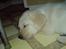 Labrador retriever Sascha *RIP* - Dagen efter hun kom hjem (8 uger og 2 dage gammel)