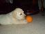 Labrador retriever Sascha *RIP*