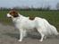 Kooikerhondje Kooijoy Garlic - profil i blæsevejr