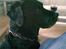 Labrador retriever Max    R.I.P 