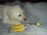 Labrador retriever Sascha *RIP* - Se, hvor fin jeg er :)