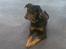 Blanding af racer Laika