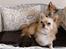 Chihuahua      *Ronaldo*