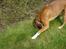 Boxer Balto - finder du noget?