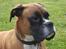 Boxer Balto - balto set fra den ende side