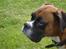 Boxer Balto - og balto set fra den anden side