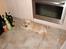 Labrador retriever Thor R.I.P.
