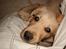 Labrador retriever Thor R.I.P.