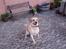 Labrador retriever Thor R.I.P. - Det billed,synes jeg er det bedste af Thor